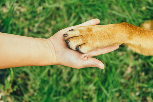 la patte d'un chien dans la main d'une personne