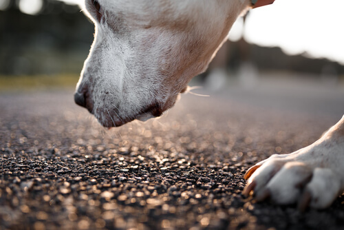 un chien renifle le goudron de la route