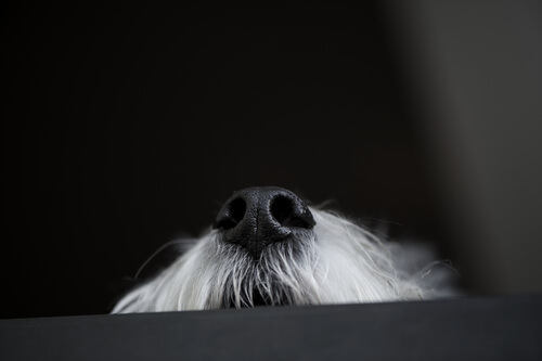 le nez d'un chien dépasse