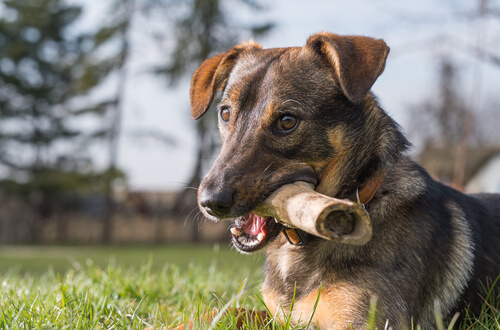 Un chien avec un large os dans la bouche