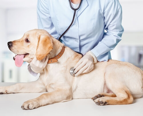 un labrador se fait examiné par un vétérinaire