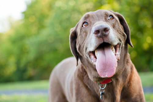 Un chien sort sa langue, l'air ravi