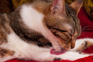Les boules de poils chez les chats : causes, symptômes et traitements