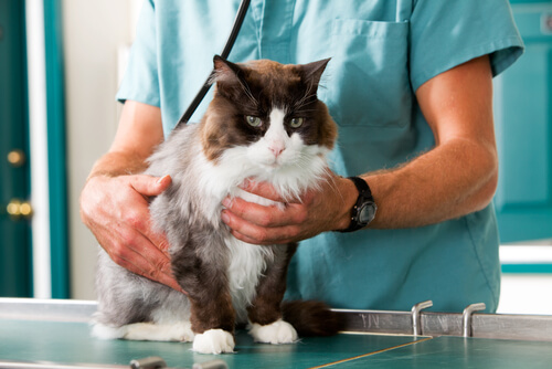 un chat examiné par un médecin