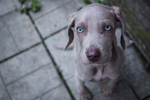 Les races de chiens aux yeux bleus