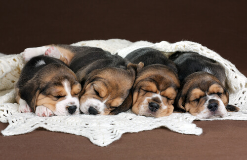4 chiot Beagle dorment côte à côte