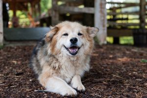 La dysplasie de la hanche chez les chiens : qu'est-ce et comment se soigne-t-elle ?