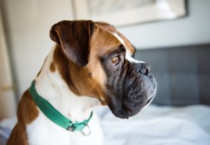 Dépression canine : prévention et traitement