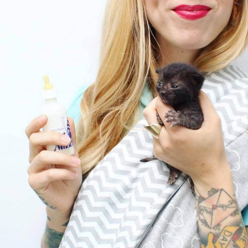 Kitten Lady : la femme qui sauve des centaines de bébés chats