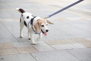 Le soufre pour dissuader les chiens d'uriner : remède ou danger ?