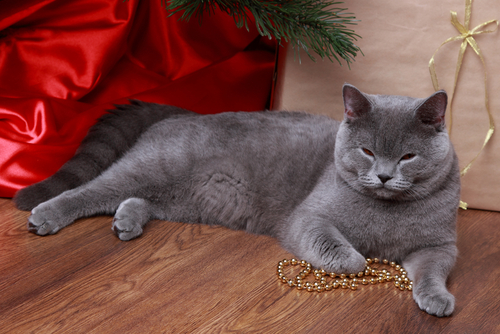 un chat bleu russe allongé sous un sapin de Noël