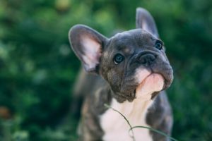 Les maladies de l'oreille chez les chiens