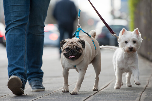 deux petits chiens promenés en laisse dans la rue