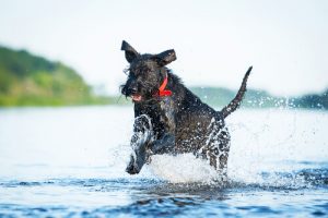 5 sports canins