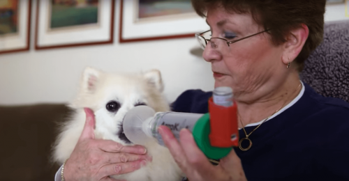 Une femme soigne un chien de problèmes respiratoires