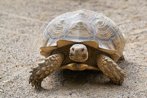 Comment connaitre l'âge d'une tortue ?