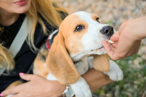 un beagle dans les bras d'une femme reçoit un biscuit