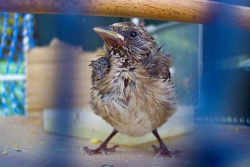 Un jeune oiseau dans une cage se tient debout