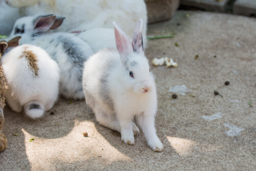 Avoir des lapins à la maison: conseils d'hygiène