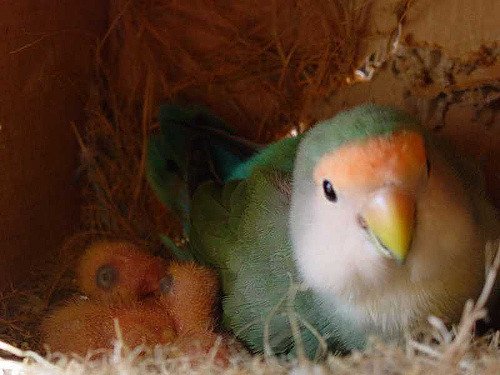 Un perruche et ses deux oisillons dans leur nid