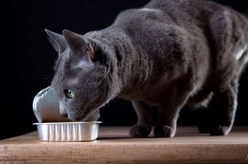 un chat bleu russe mange dans une barquette