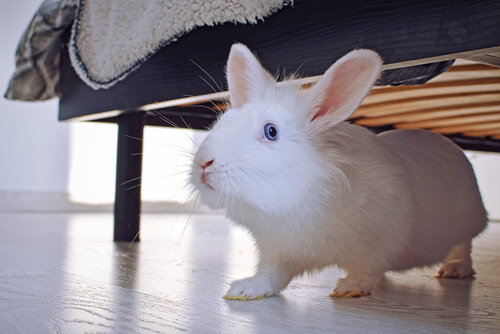 Un lapin blanc aux yeux bleus sous un lit
