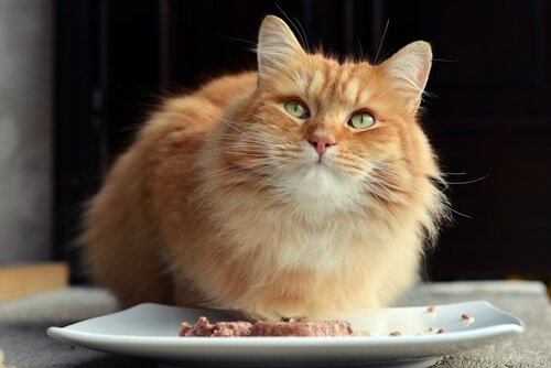 Un chat roux face à une assiette de viande