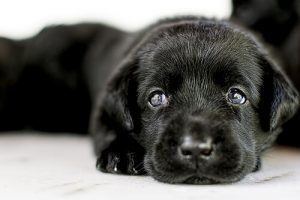 L'adoption d'un chien : tout ce que vous devez savoir !