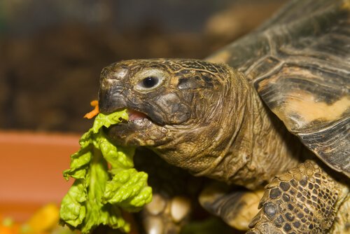 Une tortue Hermann mange de la salade