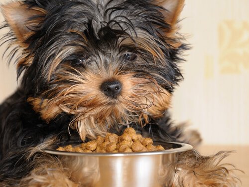 petit chien qui mange des croquettes dans sa gamelle
