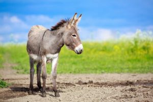 Les ânes : caractéristiques, comportement et conditions de vie