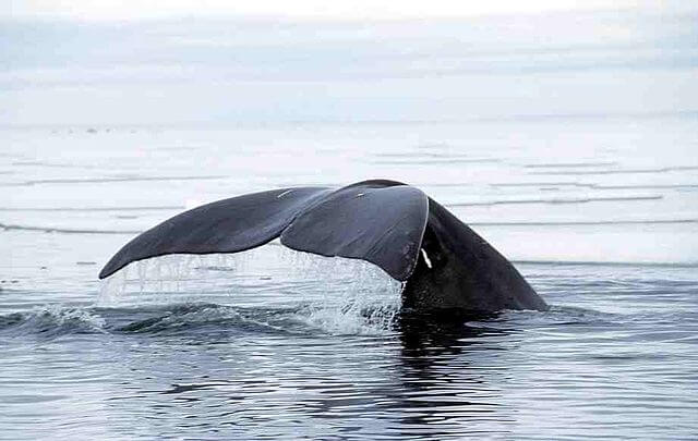 La queue d'une baleine dans l'eau