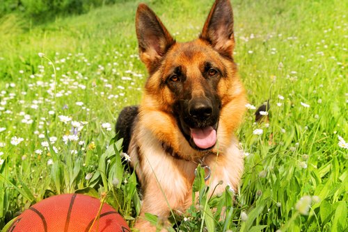 un berger allemand dans l'herbe avec un ballon de basket
