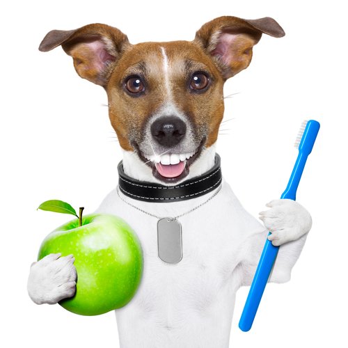 une illustration d'un chien qui tient une pomme et une brosse à dents