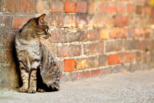 un jeune chat contre un mur en brique