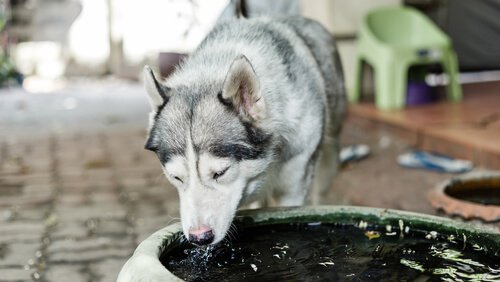 un husky âgé boit dans un bassin