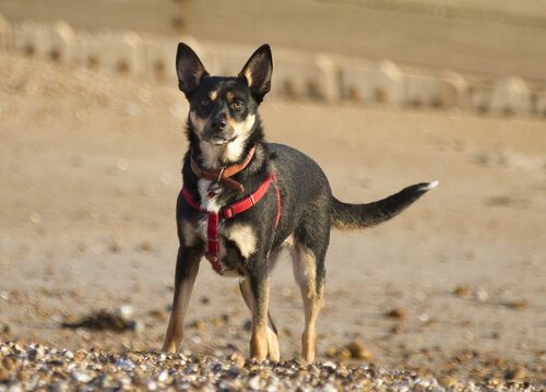 un chien type pinscher porte un harnais sur la plage