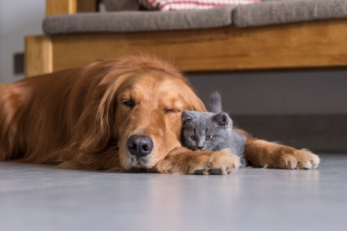 chien et chat qui dorment l'un contre l'autre