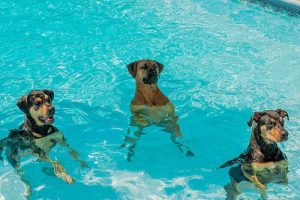 Comment vaincre la peur de l'eau des chiens ?