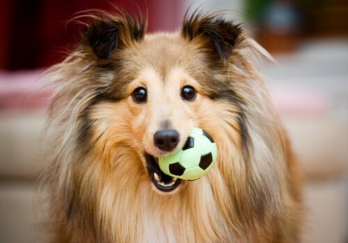 un chien avec une balle dans la bouche