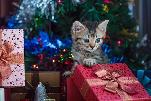 un chaton à côté d'une pile de cadeaux près du sapin