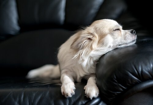 un chihuahua blanc dort sur un canapé