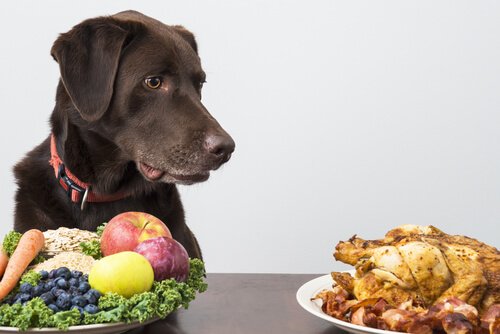 un labrador marron face à une assiette de fruits et légumes, se tourne vers une assiettes avec poulet et bacon