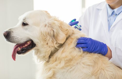 un Golden Retriever reçoit un vaccin chez le vétérinaire
