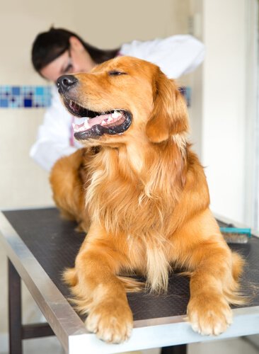 un chien examiné par une vétérinaire