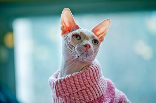 un chat Sphynx avec un pull rose