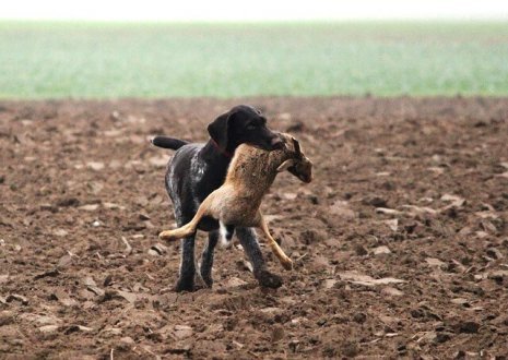 chien de chasse avec un lièvre dans la gueule