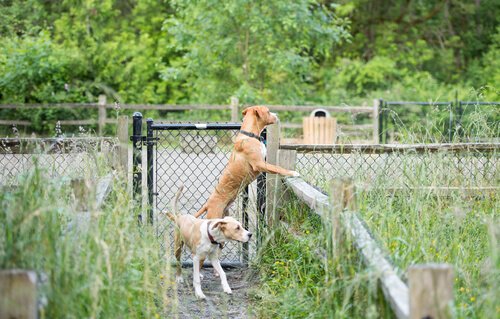 Un chien regarde par dessus la clôture et cherche à s'échapper 