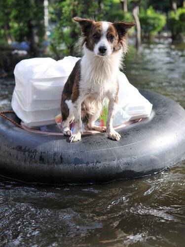 chien sur une bouée de sauvetage