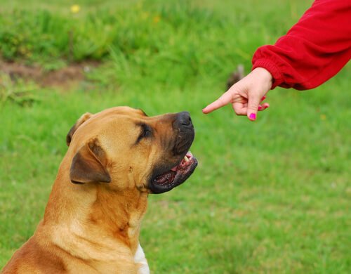 une femme pointe son doigt vers un chien